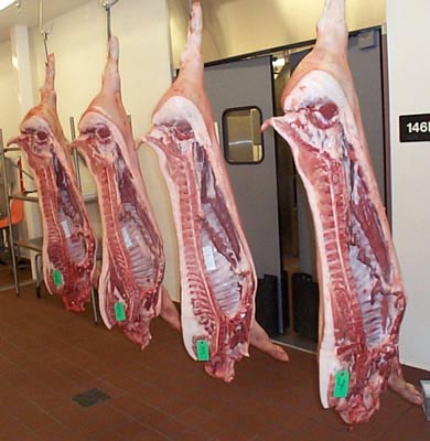 pork carcass